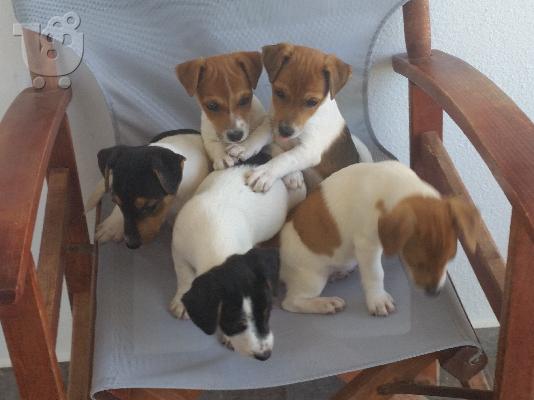 jack russel